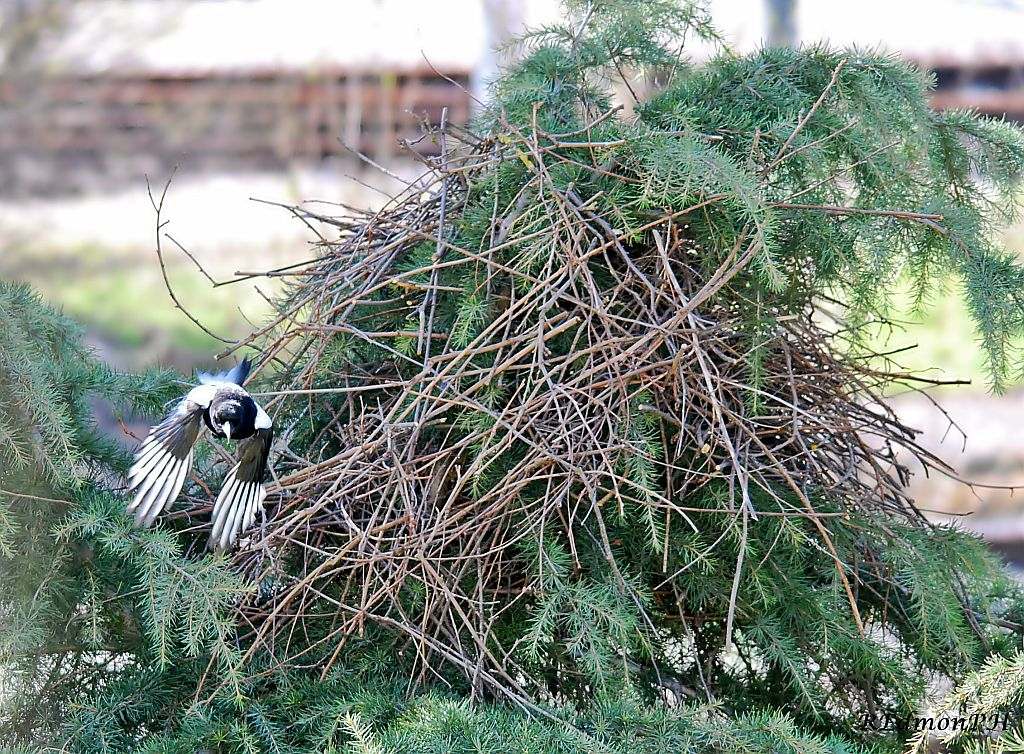 La Gazza e la sua casa